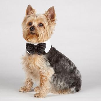 Aria Canine Royale Bowtie – Black Satin