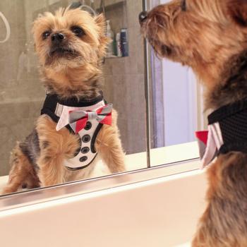 American River Ultra Choke Free Dog Harness – Tuxedo with 4 Interchangeable Bows
