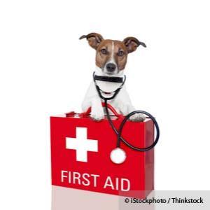 Dog First Aid